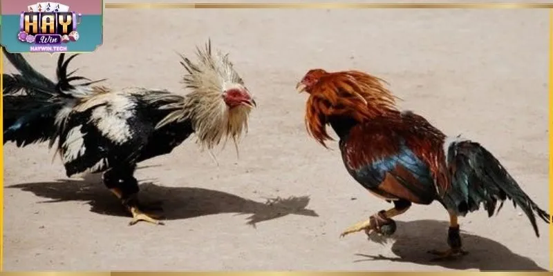 Đá Gà Cựa Dao